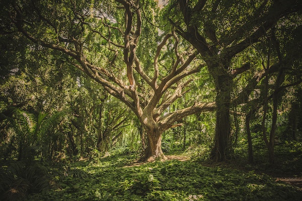 green beauty